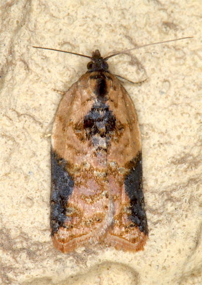 Tortricidae e prove tecniche - Acleris cfr. laterana